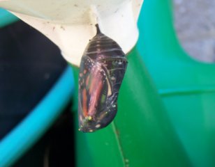 (pupa showing orange and black)