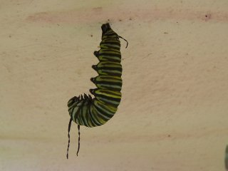 (monarch pupating)