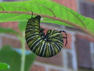 (monarch pupating)