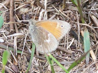 ringlet