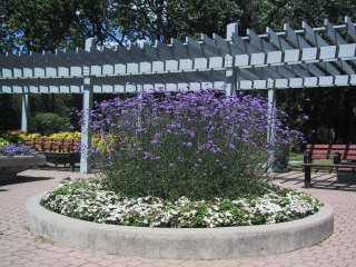 (butterfly bush)