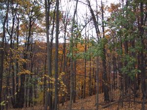 Rouge trees