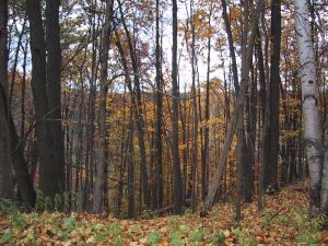 Rouge trees