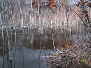 Beaver Pond and Lodging