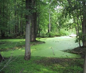 Pond at Rouge Park