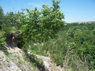 Hanging tree