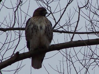 (Red tailed hawk)