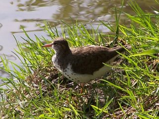 (Spotted sandpiper)