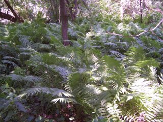 ostrich ferns