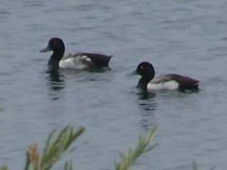 (Greater Scaups)
