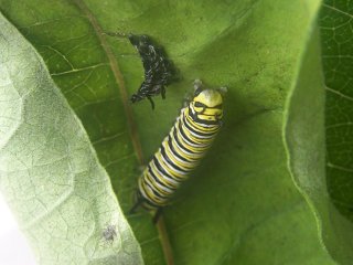 (Monarch caterpillar after shedding skin)