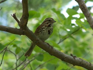 (song sparrow)