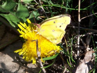 (Orange sulphur