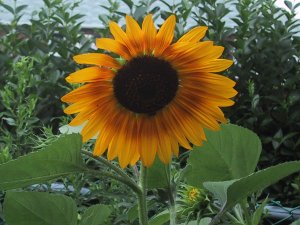 (sunflower)