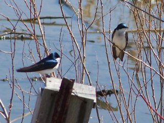 (Tree swallows)