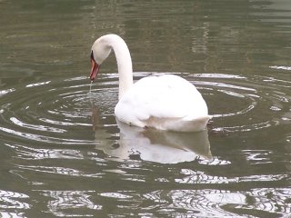 Mute Swan