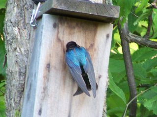 (tree swallow)