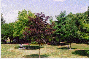 Thomson Memorial Park