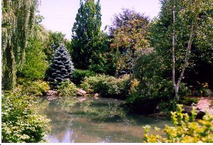 trees and pond