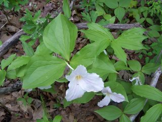 (white trillium)