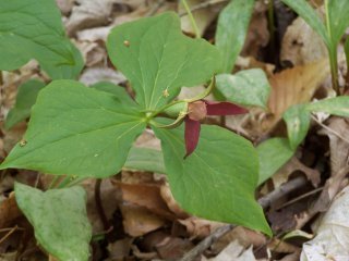 (red trillium)