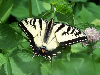 (Tiger Swallowtail)