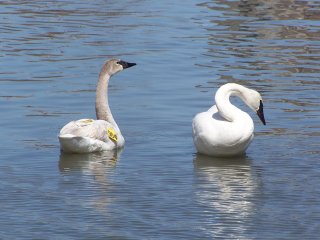 (Trumpeter swans)