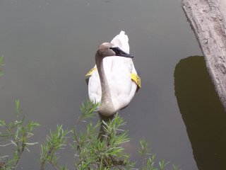 (trumpeter swan)