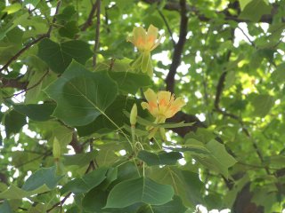 (tulip tree)