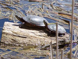 (painted turtles)