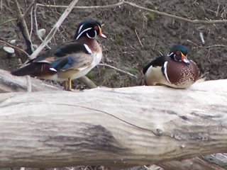 (wood ducks)