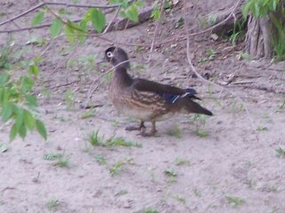 (Female wood duck)