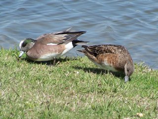 (widgeon)