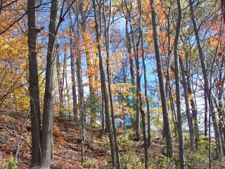 (Wilket Creek in winter)