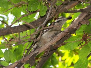 (Downy woodpecker)