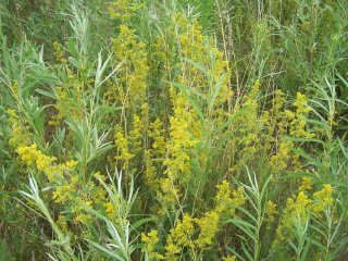 (Yellow Bedstraw)